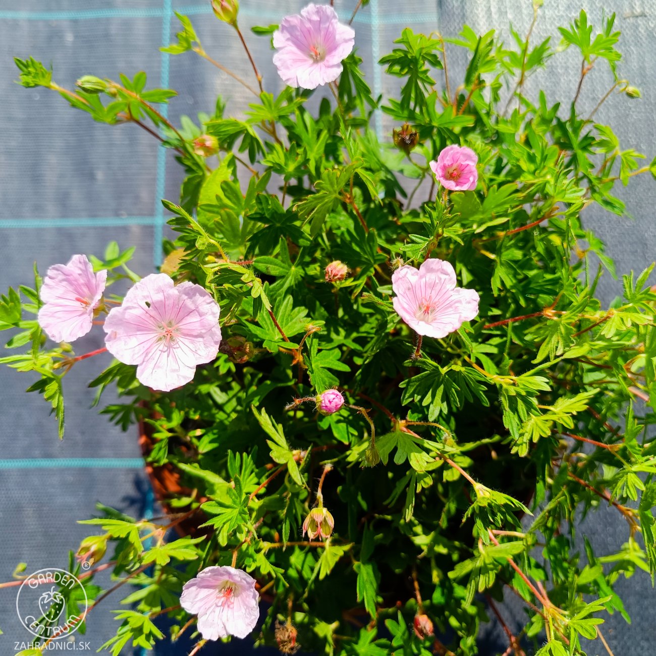 Obrázok Pakost kantabrijský (Geranium × cantabrigiense) ‘BIOKOVO’ - výška-10 cm, priemer-10-20cm, kont. C2L